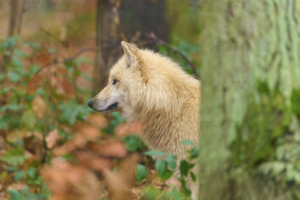 A wolf partially hides behind a tree in autumn forest and looks to the side, Arctic wolf (Canis lupus arctos), Germany