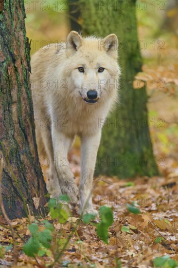 Curious wolf looks out from behind a tree, Arctic wolf (Canis lupus arctos), Germany