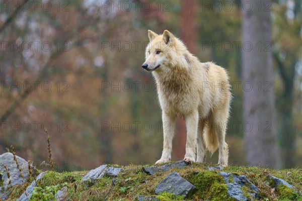 Side view of a white wolf on rocks in the rain in the forest, Arctic wolf (Canis lupus arctos), Germany
