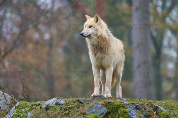 A wolf stands on a hill in autumn forest in the rain and looks majestically into the distance, Arctic wolf (Canis lupus arctos), Germany