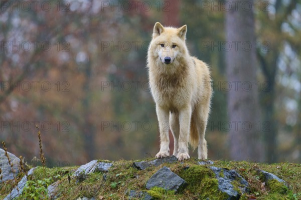 White wolf in the rain on rocks in autumn forest, Arctic wolf (Canis lupus arctos), Germany