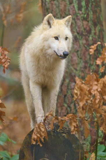 A wolf balancing on a tree stump in autumn forest, attentive and curious, Arctic wolf (Canis lupus arctos), Germany
