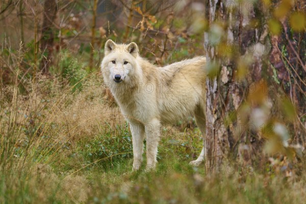 A wolf stands in front of dense bushes in an autumnal forest and looks curiously, Arctic wolf (Canis lupus arctos), Germany