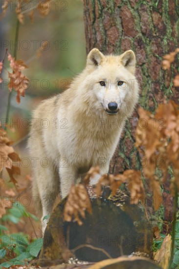 A wolf stands on a tree stump in autumn forest and looks alert, Arctic wolf (Canis lupus arctos), Germany