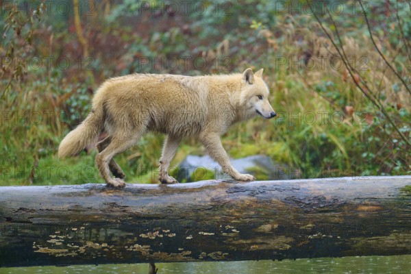 A wolf balancing on a wet tree trunk over water, Arctic wolf (Canis lupus arctos), Germany