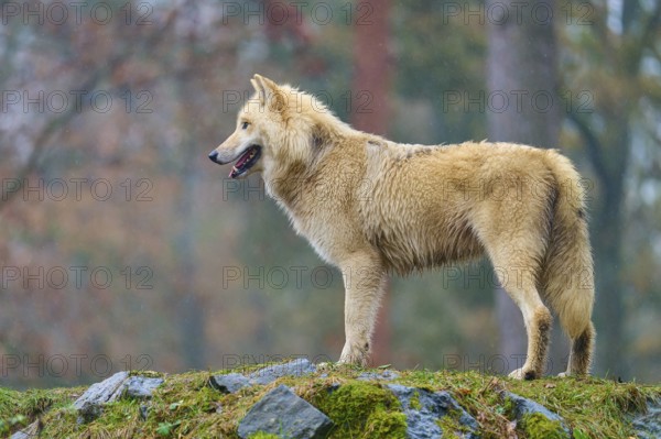 A wolf looks into the distance from the rocky ground in a forest, Arctic wolf (Canis lupus arctos), Germany
