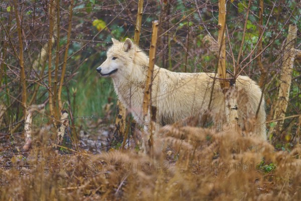 A wolf stands in the forest between dry undergrowth, embedded in the autumn atmosphere, Arctic wolf (Canis lupus arctos), Germany