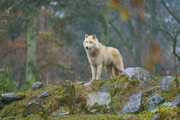 A wolf stands in the rain on a moss-covered rock in a forest scene, Arctic wolf (Canis lupus arctos), Germany