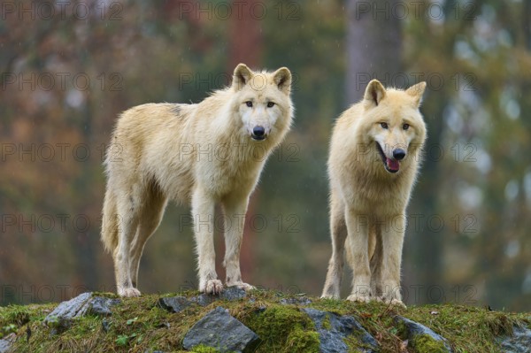 Two white wolves standing next to each other in the rain on rocky ground in the forest, Arctic wolf (Canis lupus arctos), Germany