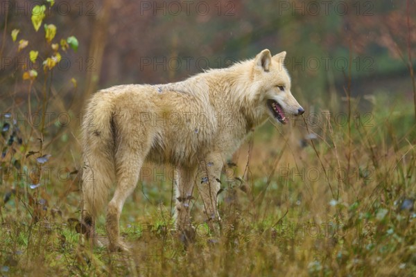 Wolf in profile looking at autumn grassland, Arctic wolf (Canis lupus arctos), Germany
