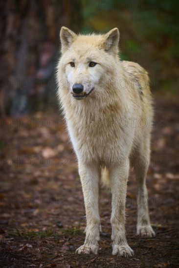 An attentive wolf stands on leafy ground in autumn forest, Arctic wolf (Canis lupus arctos), Germany