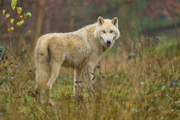 Wolf turns round in grassy forest landscape, Arctic wolf (Canis lupus arctos), Germany