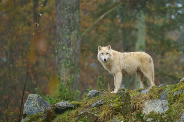 Wolf standing majestically in the rain on rocks in a misty forest, Arctic wolf (Canis lupus arctos), Germany