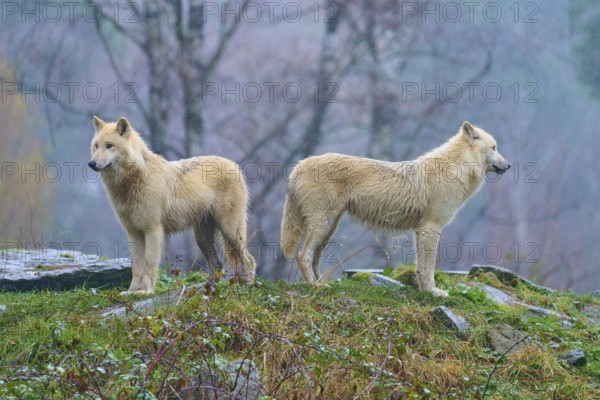 Two wolves standing back to back in the rain, embedded in an autumnal forest landscape, Arctic wolf (Canis lupus arctos), Germany