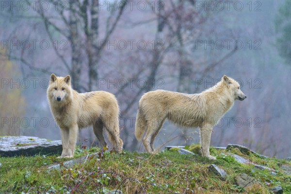 Two white wolves standing in the forest in the rain, surrounded by autumn colours and wet stones, Arctic wolf (Canis lupus arctos), Germany