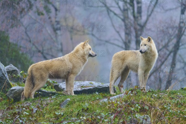 Two wolves standing sideways on rocks in the rain, surrounded by autumn trees, Arctic wolf (Canis lupus arctos), Germany