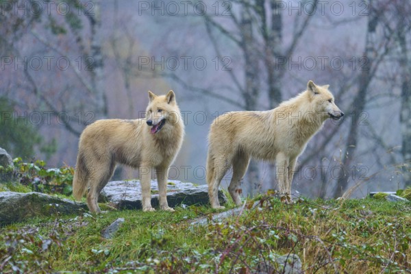 Two wolves standing next to each other in the rain, one looking over his shoulder into autumnal surroundings, Arctic wolf (Canis lupus arctos), Germany