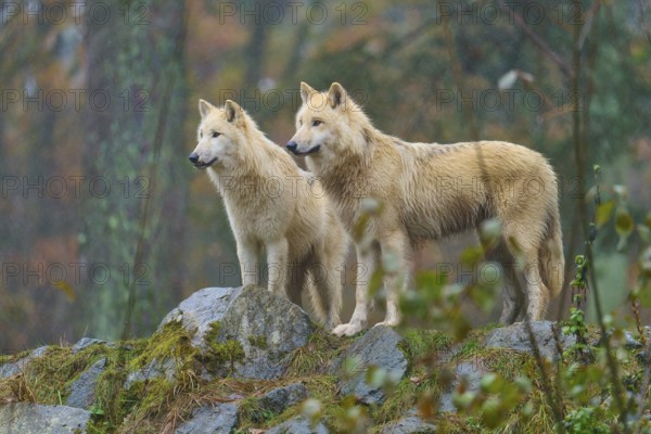 Two wolves standing attentively in the rain on rocks in an autumnal forest, Arctic wolf (Canis lupus arctos), Germany