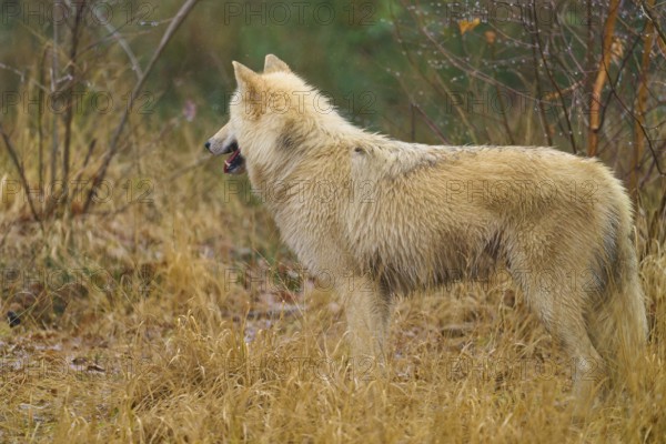 A single wolf standing sideways in the grass, surrounded by autumn vegetation, Arctic wolf (Canis lupus arctos), Germany