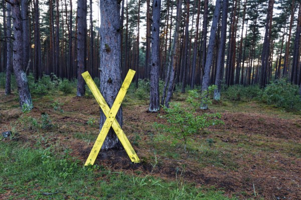 Yellow wooden cross, X on a tree, symbol, resistance against nuclear power, anti-nuclear power movement, peaceful protest against nuclear energy, nuclear waste transport, Gorleben interim storage facility, Lüchow-Dannenberg, Wendland, Germany