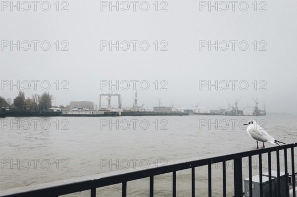 Cloudy morning mood with seagull at the piers, St. Pauli, Hamburg, Germany