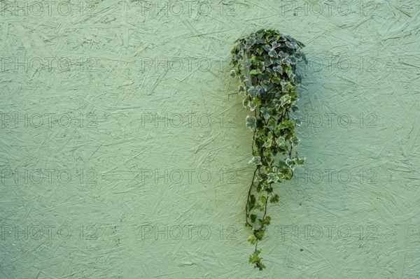 Flower pot on a green construction fence, playhouse on the Gendarmenmarkt, Berlin, Germany
