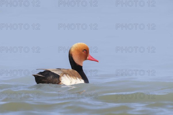 Red-crested pochard (Netta rufina), male, swimming in water, wildlife, animals, duck, Ziggsee, Lake Neusiedl National Park, Seewinkel, Burgenland, Austria