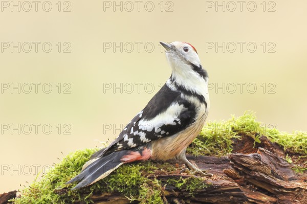 Middle spotted woodpecker (Dendrocopos medius), male sitting on an old branch overgrown with moss, Wildlife, Animals, Birds, Woodpeckers, Siegerland, North Rhine-Westphalia, Germany