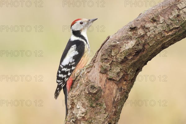 Middle spotted woodpecker (Dendrocopos medius), male sitting on an old branch, wildlife, animals, birds, woodpeckers, Siegerland, North Rhine-Westphalia, Germany