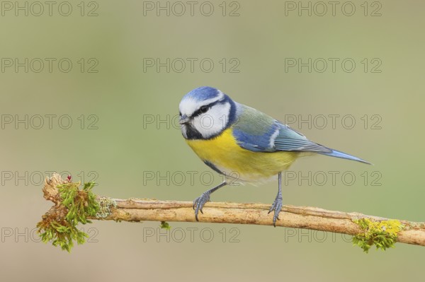 Blue tit (Parus caeruleus), sitting on a branch covered with moss, wildlife, animals, birds, tits, Siegerland, North Rhine-Westphalia, Germany