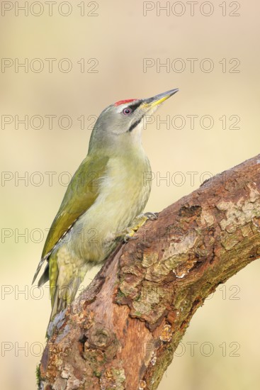 Grey-headed Woodpecker (Picus canus), male sitting on an old branch, Wildlife, Animals, Birds, Woodpeckers, Siegerland, North Rhine-Westphalia, Germany