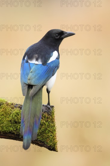 Magpie, (Pica pica) sitting on a moss-covered branch with contrasting blue, black and white feathers, Wildlife, corvid, nature photography, Siegerland, North Rhine-Westphalia, Germany