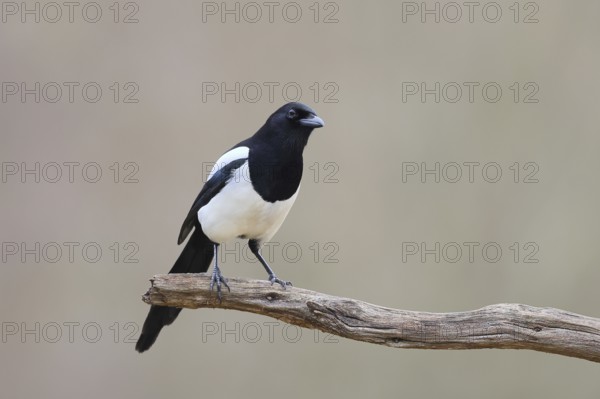 Magpie, (Pica pica) sitting on a branch with black and white feathers, wildlife, corvid, nature photography, Siegerland, North Rhine-Westphalia, Germany