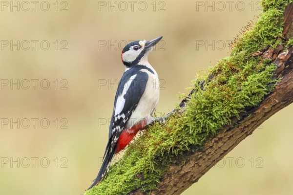 Great spotted woodpecker (Dendrocopus major), male sitting on an old branch overgrown with moss, Wildlife, Animals, Birds, Woodpeckers, Siegerland, North Rhine-Westphalia, Germany