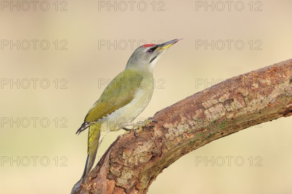 Grey-headed Woodpecker (Picus canus), male sitting on an old branch, Wildlife, Animals, Birds, Woodpeckers, Siegerland, North Rhine-Westphalia, Germany