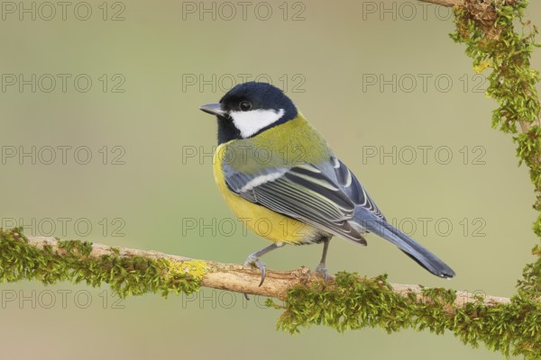 Great Tit (Parus major), sitting on a branch overgrown with moss and lichen, Wildlife, Animals, Birds, Tits, Siegerland, North Rhine-Westphalia, Germany