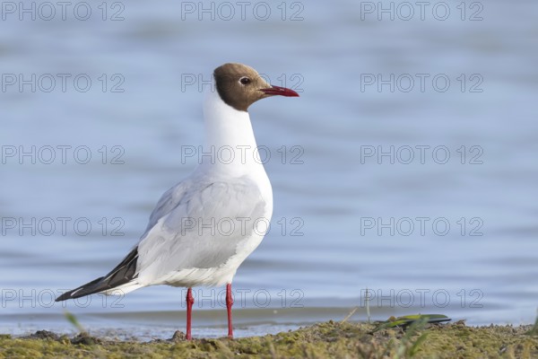 Black-headed Black-headed Gull (Larus ridibundus) standing on the shore, wildlife, nature photography, birds, gulls, Apetlon, Lake Neusiedl National Park, Seewinkel, Burgenland, Austria