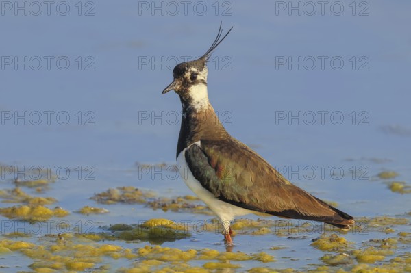 Lapwing (Vanellus vanellus) standing in shallow water, wildlife, nature photography, birds, gulls, Apetlon, Lake Neusiedl National Park, Seewinkel, Burgenland, Austria
