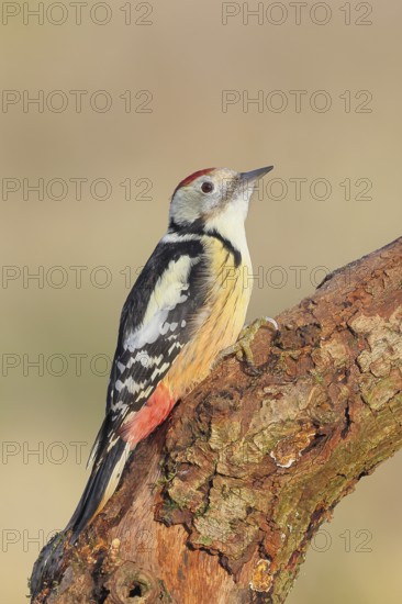 Middle spotted woodpecker (Dendrocopos medius), male sitting on an old branch, wildlife, animals, birds, woodpeckers, Siegerland, North Rhine-Westphalia, Germany