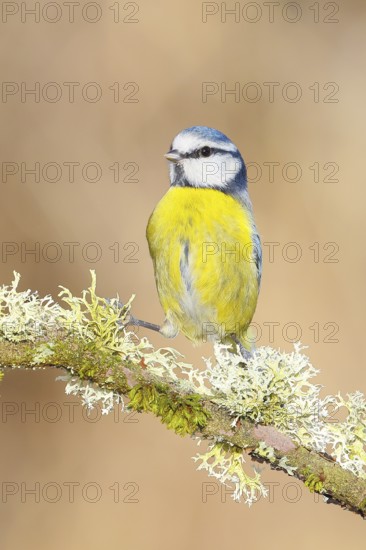 Blue tit (Parus caeruleus), sitting on a branch overgrown with moss and lichen, Wildlife, Animals, Birds, Tits, Siegerland, North Rhine-Westphalia, Germany