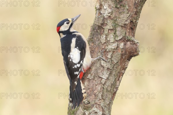 Great spotted woodpecker (Dendrocopus major), male sitting on a branch, wildlife, animals, birds, woodpeckers, Siegerland, North Rhine-Westphalia, Germany