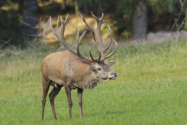 Red deer (Cervus elaphus) capital stag in a forest clearing during the rutting season, wildlife, mammal, Forsthaus Hohenroth am Rothaarsteig, Siegen-Wittgenstein, North Rhine-Westphalia, Germany