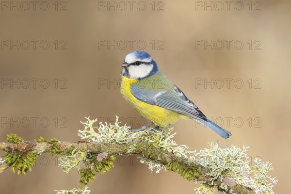 Blue tit (Parus caeruleus), sitting on a branch overgrown with moss and lichen, Wildlife, Animals, Birds, Tits, Siegerland, North Rhine-Westphalia, Germany