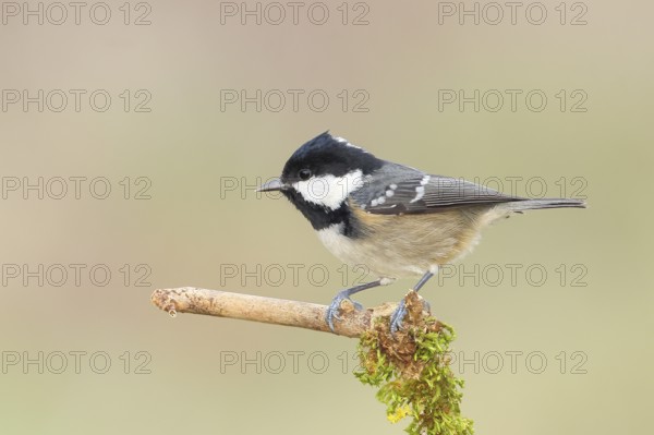 Fir tit (Periparus ater), sitting on a branch covered with moss, wildlife, animals, birds, tits, Siegerland, North Rhine-Westphalia, Germany