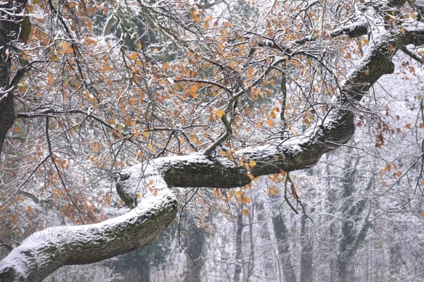 Snow-covered trees, winter, Germany