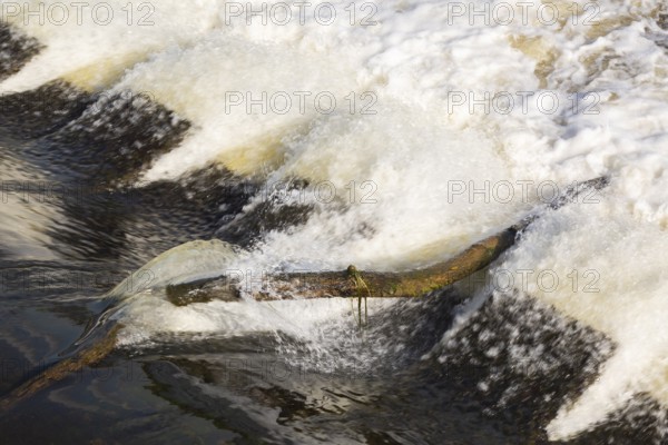Driftwood log jammed on hydraulic jumps at base of water diversion dam on Des Mille-Iles RIver in summer, Terrebonne, Quebec, Canada