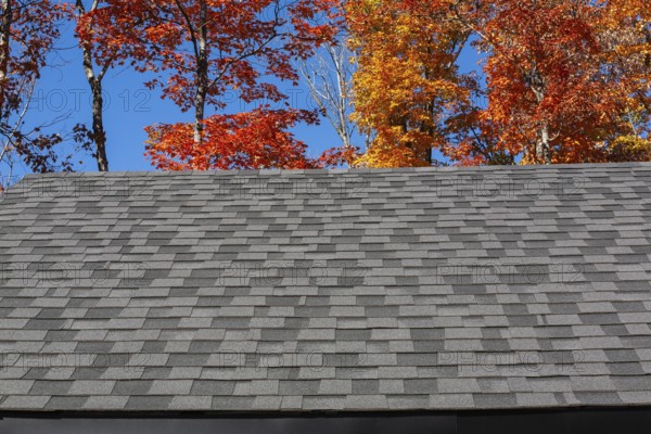 Gable rooftop with nuanced dark and light grey asphalt shingles with Acer - Maple trees in background in early autumn, Quebec, Canada