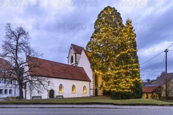 One of the tallest natural Christmas trees in Germany can be found at St Mary's Church in Bronnweiler in the district of Reutlingen. The taller of the two giant trees measures around 37 metres. This Wellingtonia is a specimen of the so-called Wilhelma seed (Sequoiadendron giganteum) . Bronnweiler, Reutlingen, Baden-Württemberg, Germany