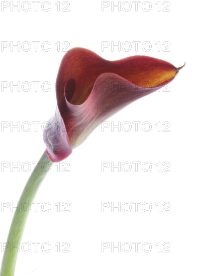 Pink Calla, Rehmann Calla (Zantedeschia rehmannii)