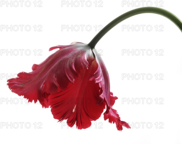 Garden tulip, Gesner's tulip, parrot tulip (Tulipa gesneriana)
